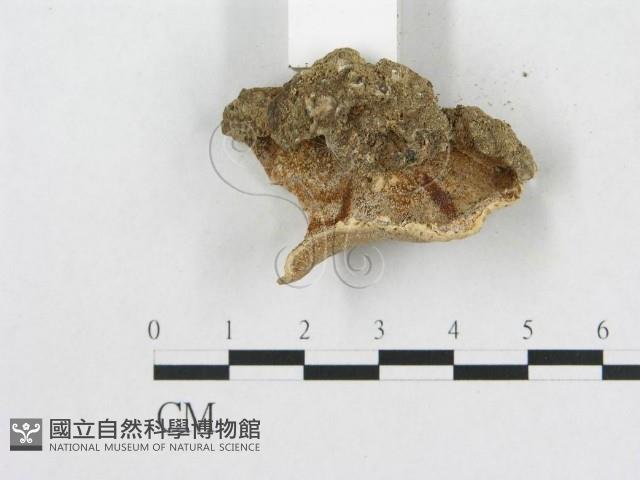 登錄號:F0014122藏品圖，第4張