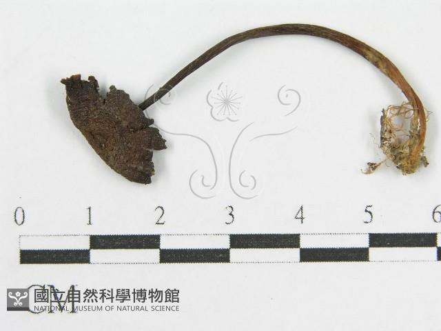 登錄號:F0019122藏品圖，第4張