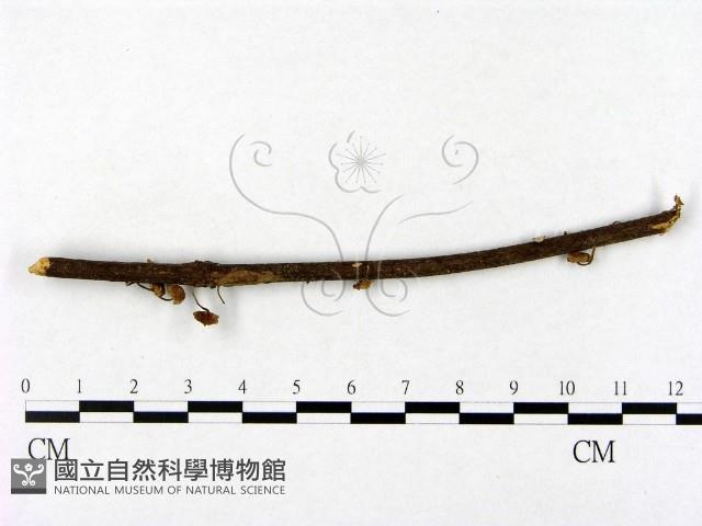 登錄號:F0013122藏品圖，第4張