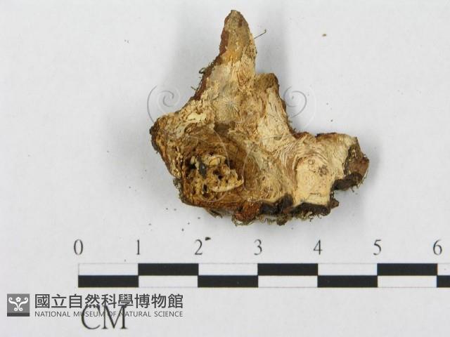 登錄號:F0005022藏品圖，第4張