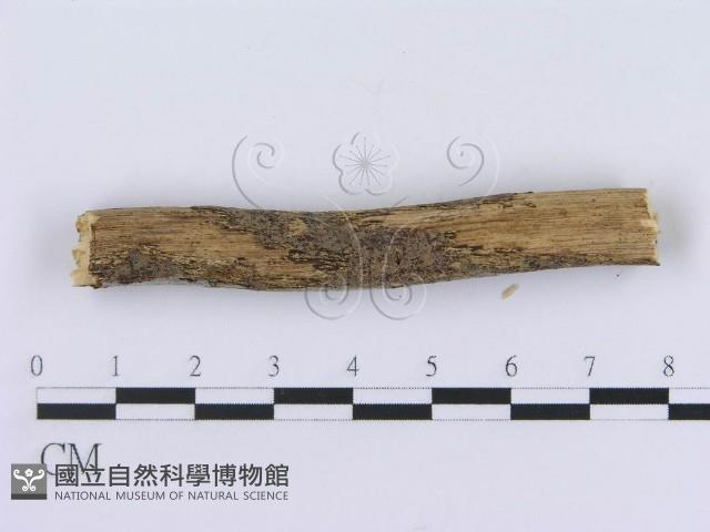 登錄號:F0015022藏品圖，第4張