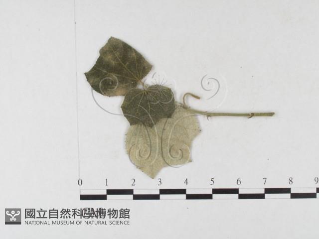 登錄號:F0026322藏品圖，第4張