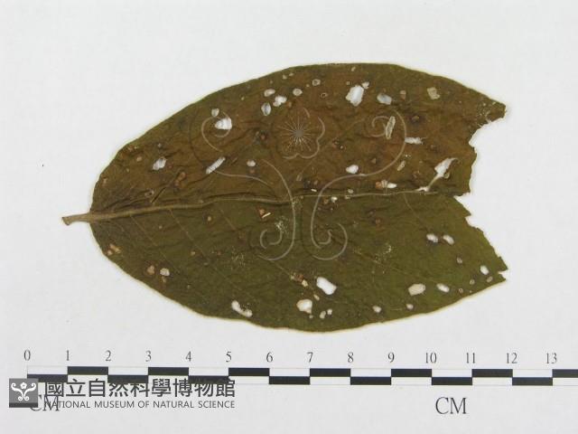 登錄號:F0019322藏品圖，第4張