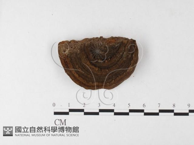 木層孔菌屬藏品圖，第4張