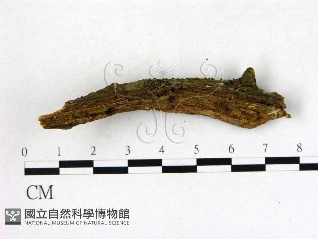 登錄號:F0004202藏品圖，第4張