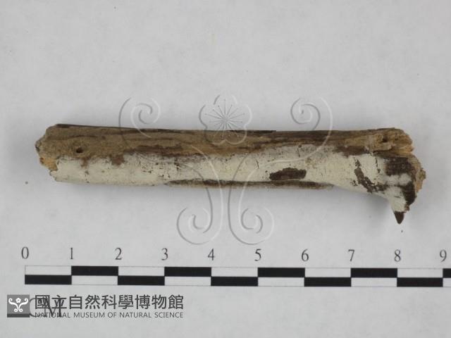 剛毛絲皮菌藏品圖，第4張