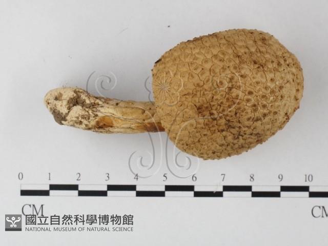 登錄號:F0013202藏品圖，第1張