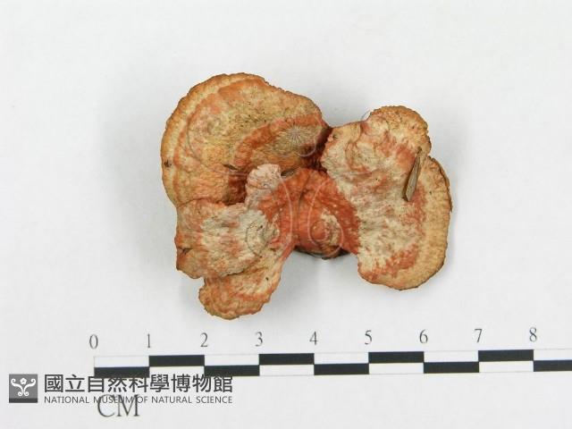 血紅密孔菌藏品圖，第4張