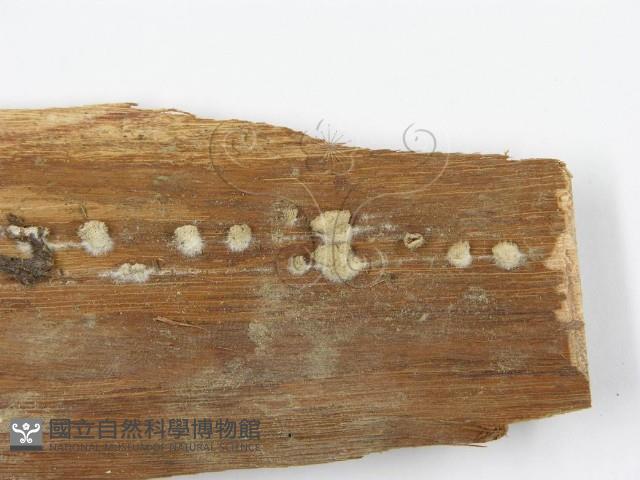 裂褶菌藏品圖，第4張