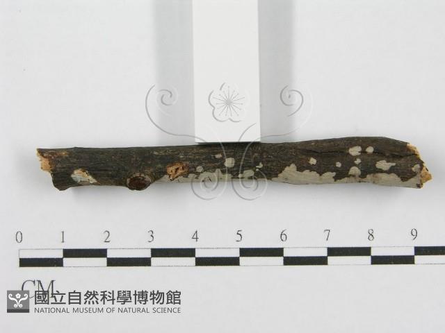 筍殼菌屬藏品圖，第4張