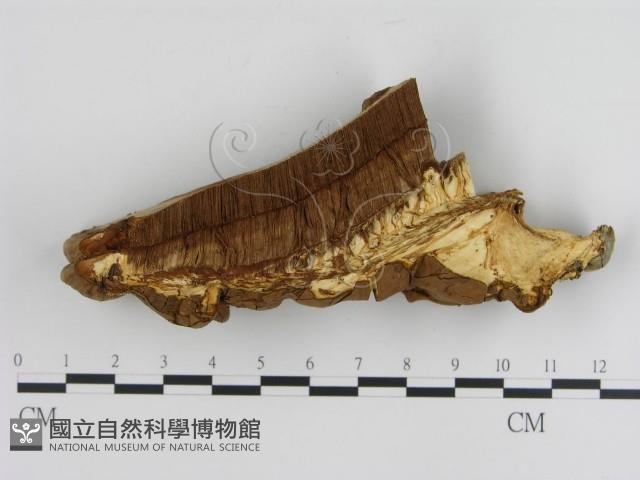 登錄號:F0005802藏品圖，第4張
