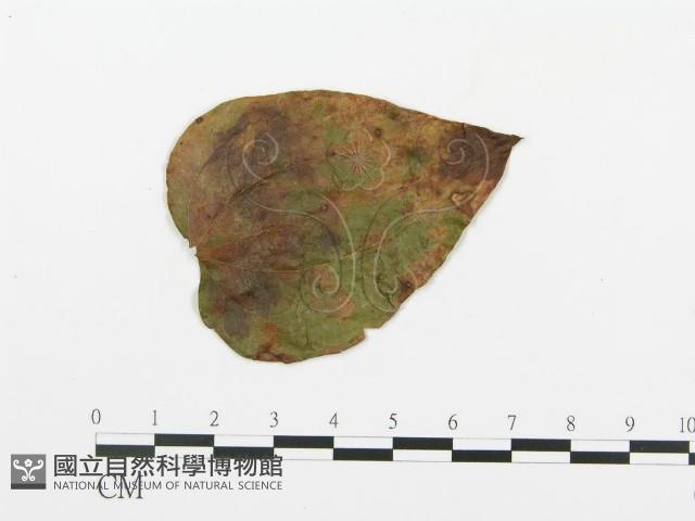 登錄號:F0018902藏品圖，第4張