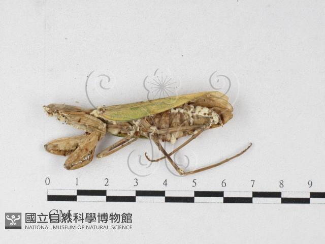 登錄號:F0026902藏品圖，第4張