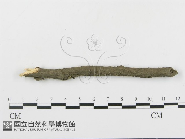 串擔革菌屬藏品圖，第4張