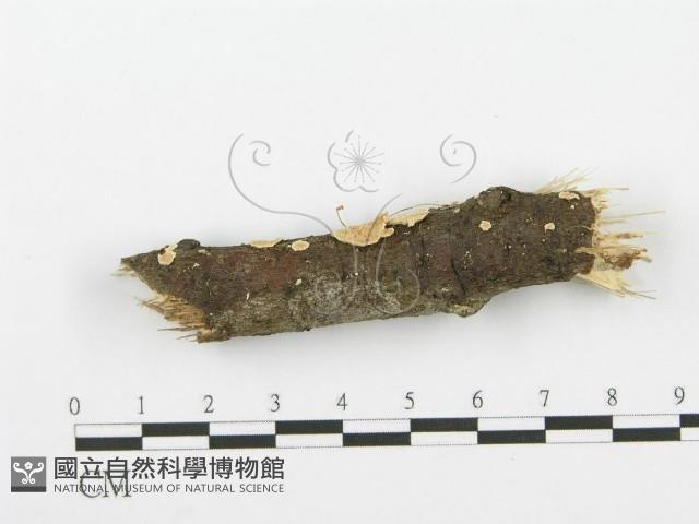 登錄號:F0001602藏品圖，第4張