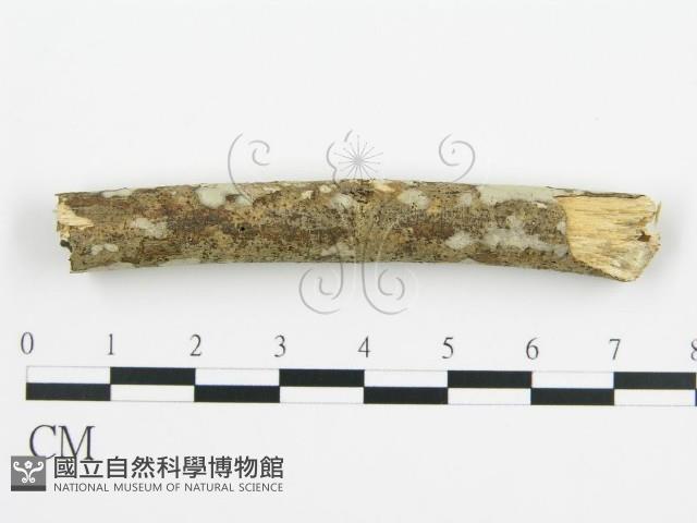 登錄號:F0010402藏品圖，第4張