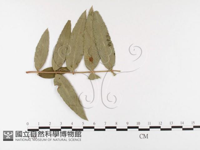 登錄號:F0026402藏品圖，第4張