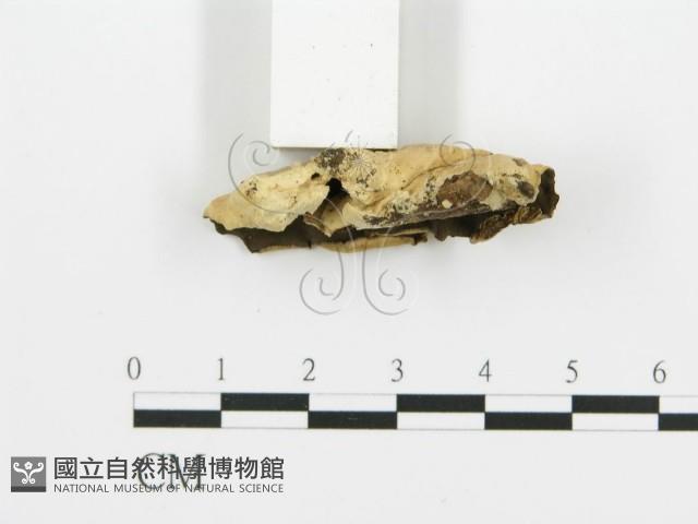 煙管菌藏品圖，第4張