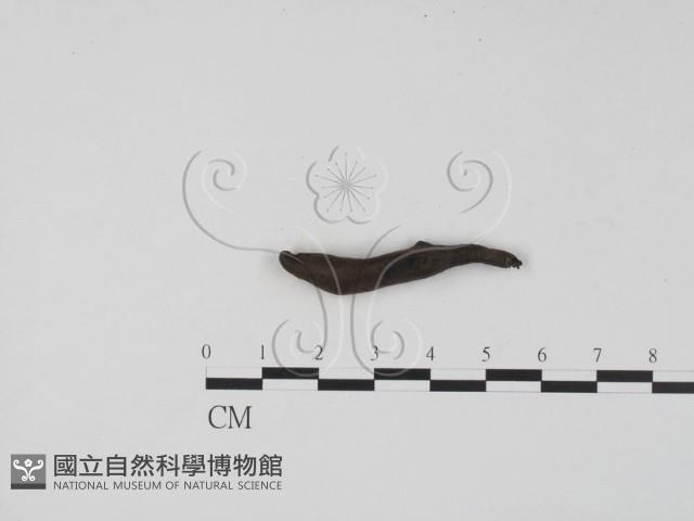 登錄號:F0007402藏品圖，第4張