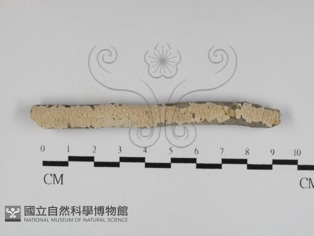 登錄號:F0026702藏品圖，第4張