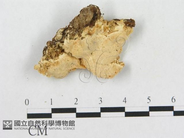 登錄號:F0017702藏品圖，第4張