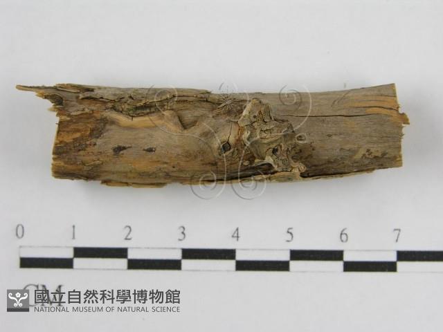 登錄號:F0004502藏品圖，第4張