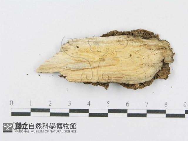 射脈菌屬藏品圖，第4張