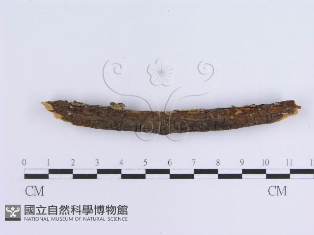 蠔韌革菌藏品圖，第4張