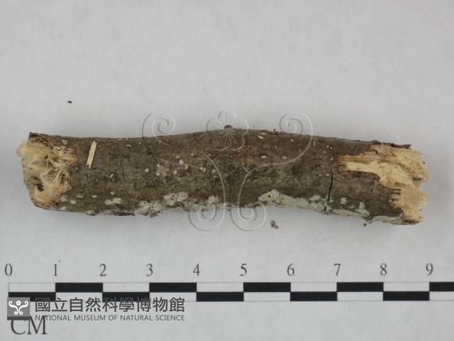 登錄號:F0022102藏品圖，第4張