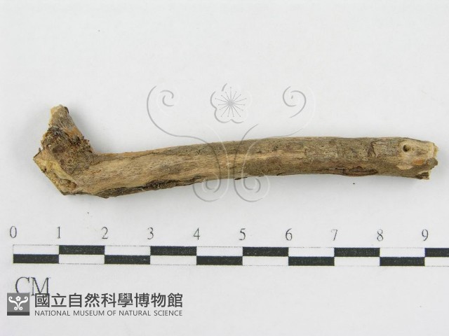 登錄號:F0010002藏品圖，第4張