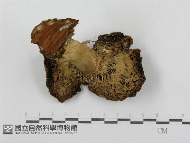 紅菇屬藏品圖，第4張