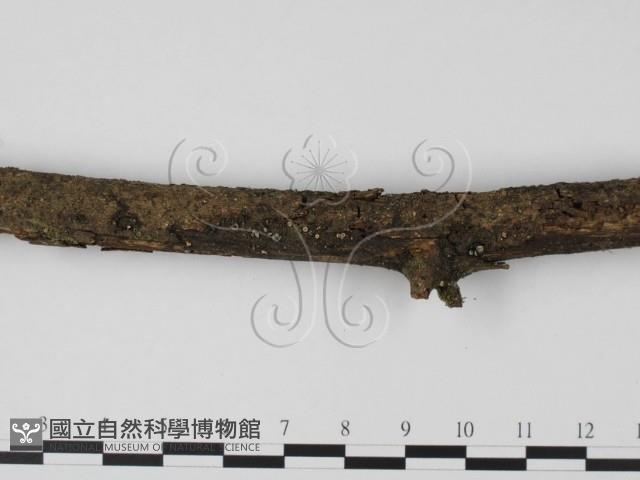 登錄號:F0001002藏品圖，第4張