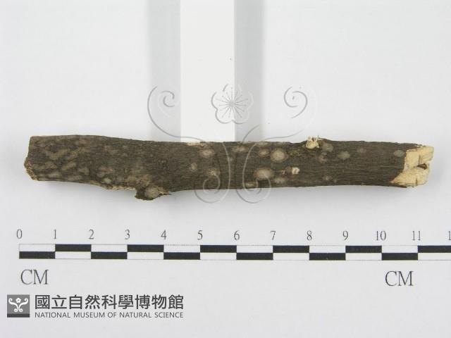 筍殼菌屬藏品圖，第4張
