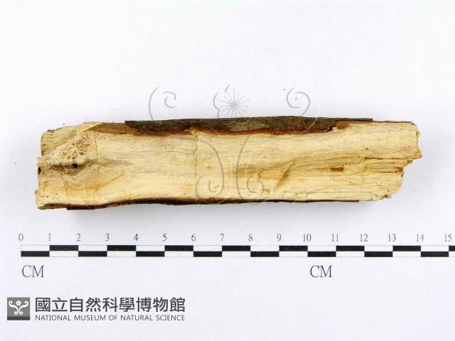 登錄號:F0015002藏品圖，第4張