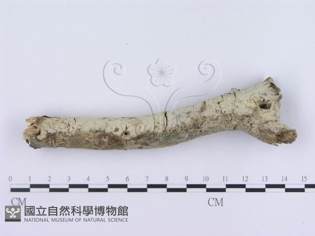 登錄號:F0003002藏品圖，第4張