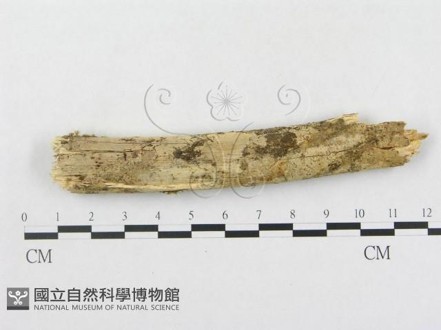 登錄號:F0000302藏品圖，第4張