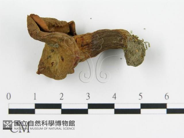 登錄號:F0012302藏品圖，第4張