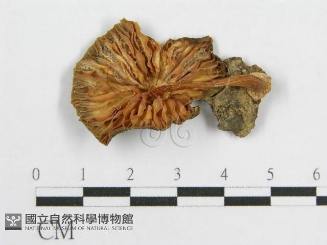 無毛鱗蓋傘藏品圖，第4張