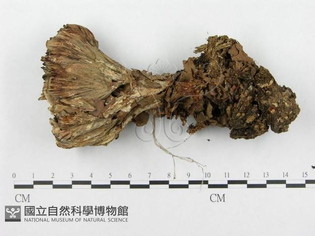 登錄號:F0003212藏品圖，第4張