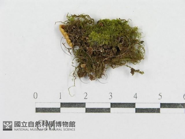 紅菇屬藏品圖，第1張