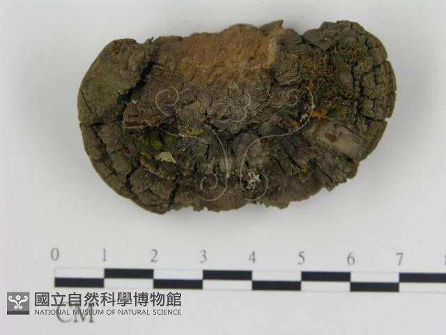 登錄號:F0018812藏品圖，第4張