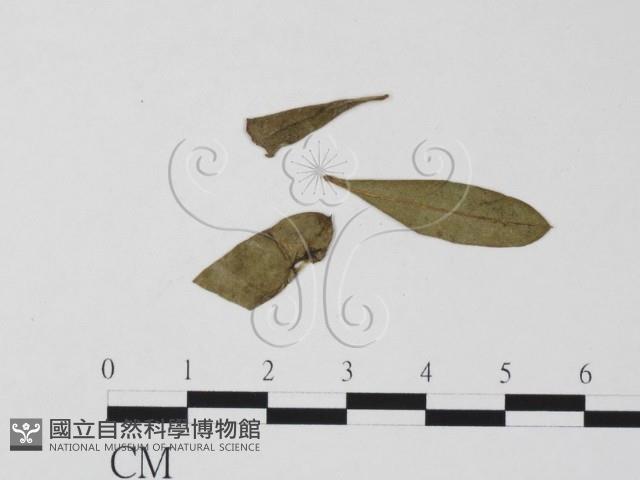 登錄號:F0011812藏品圖，第4張