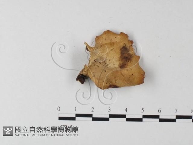 登錄號:F0019912藏品圖，第4張