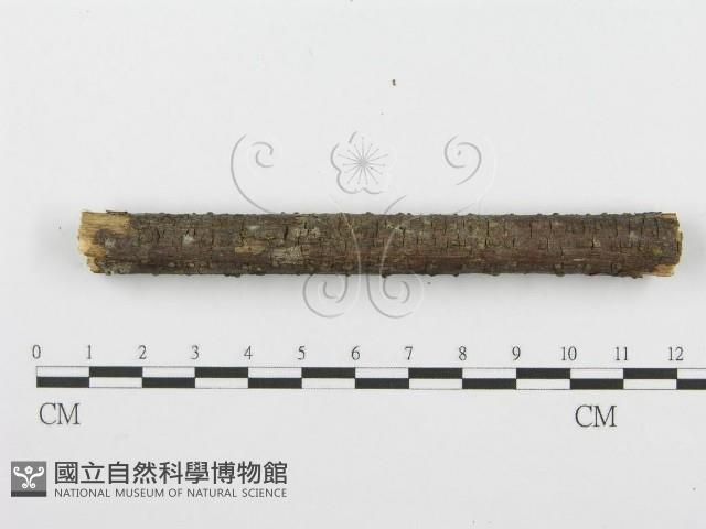 登錄號:F0001612藏品圖，第4張