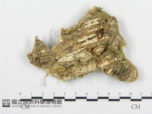 登錄號:F0017612藏品圖，第4張