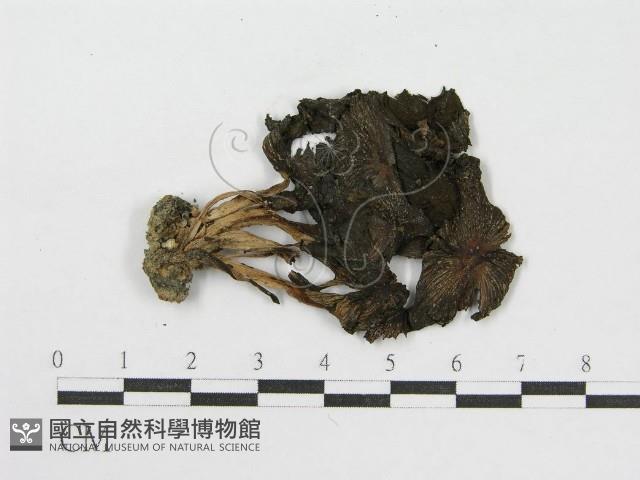 登錄號:F0000412藏品圖，第4張
