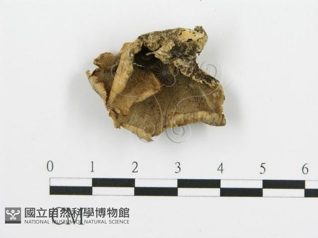 煙管菌藏品圖，第4張