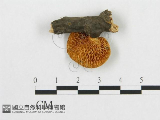 登錄號:F0017412藏品圖，第4張