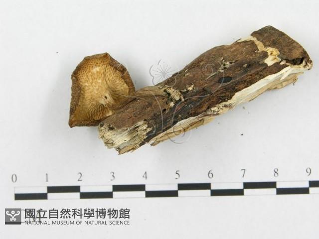 登錄號:F0019712藏品圖，第4張