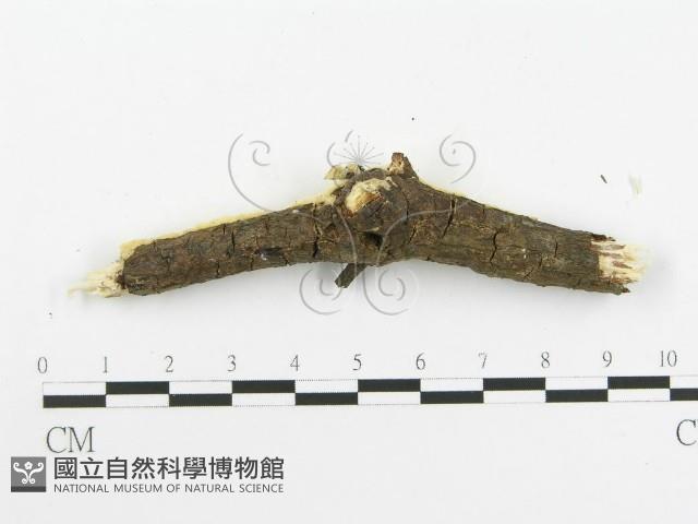 登錄號:F0020512藏品圖，第4張